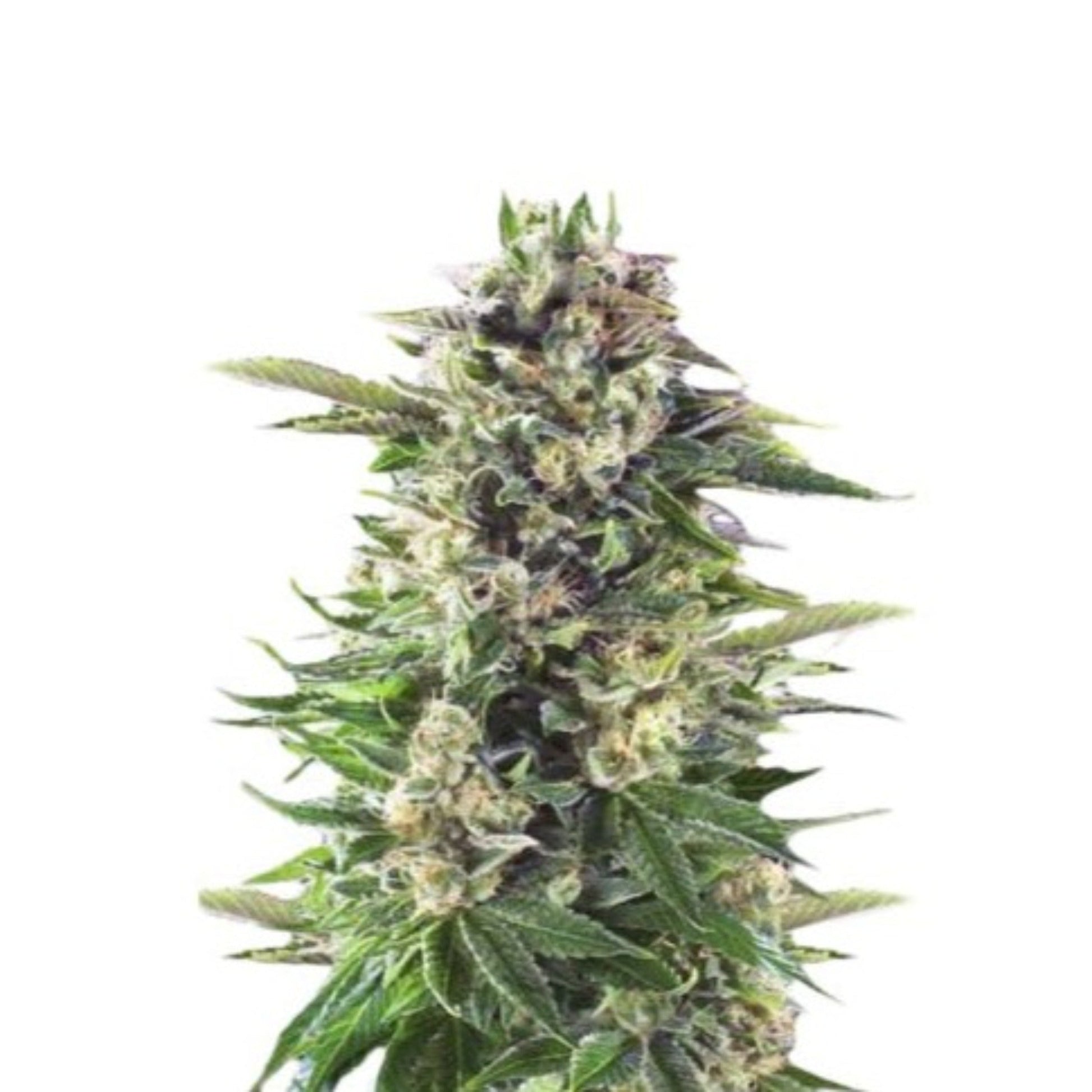 Head Band Autoflower Seeds - hqdtechusa