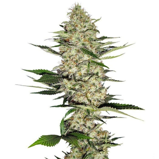 Hindu Kush Autoflower Seeds