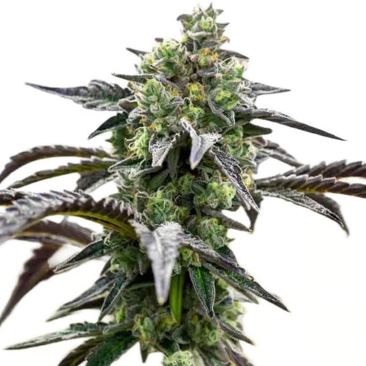 Ice Cream Cake Feminized Seeds