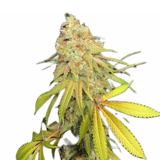 Jungle Love Feminized Seeds