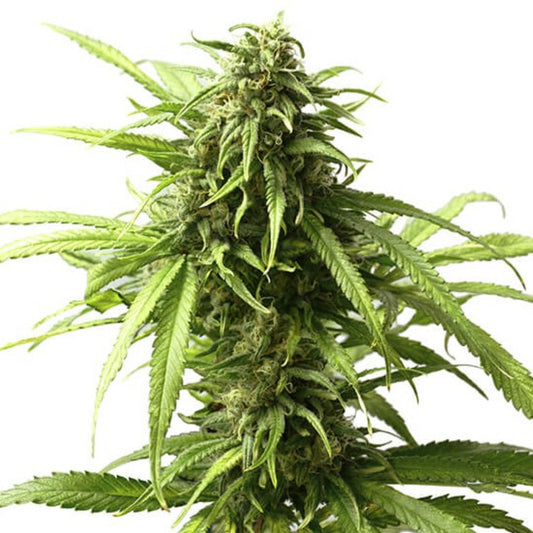 Junior Mints Feminized Seeds - hqdtechusa