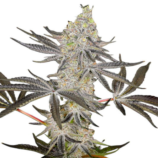 Kush Mintz Feminized Seeds