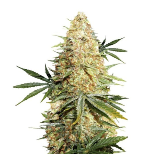 Lemon Zkittlez Autoflower Seeds - hqdtechusa