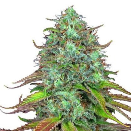 LSD Autoflower Seeds - hqdtechusa