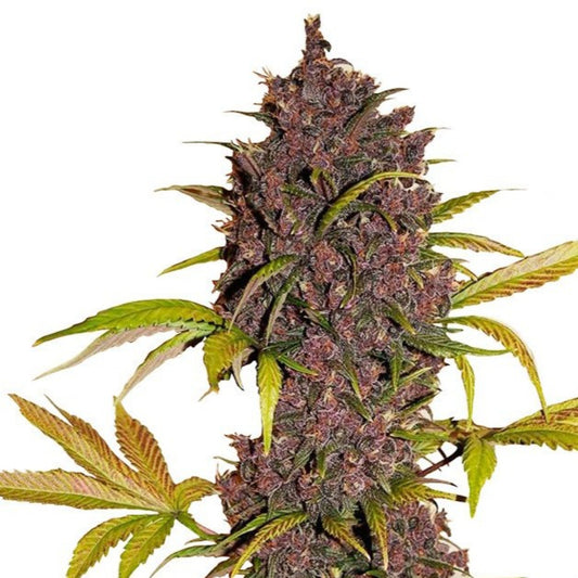 LSD Feminized Seeds