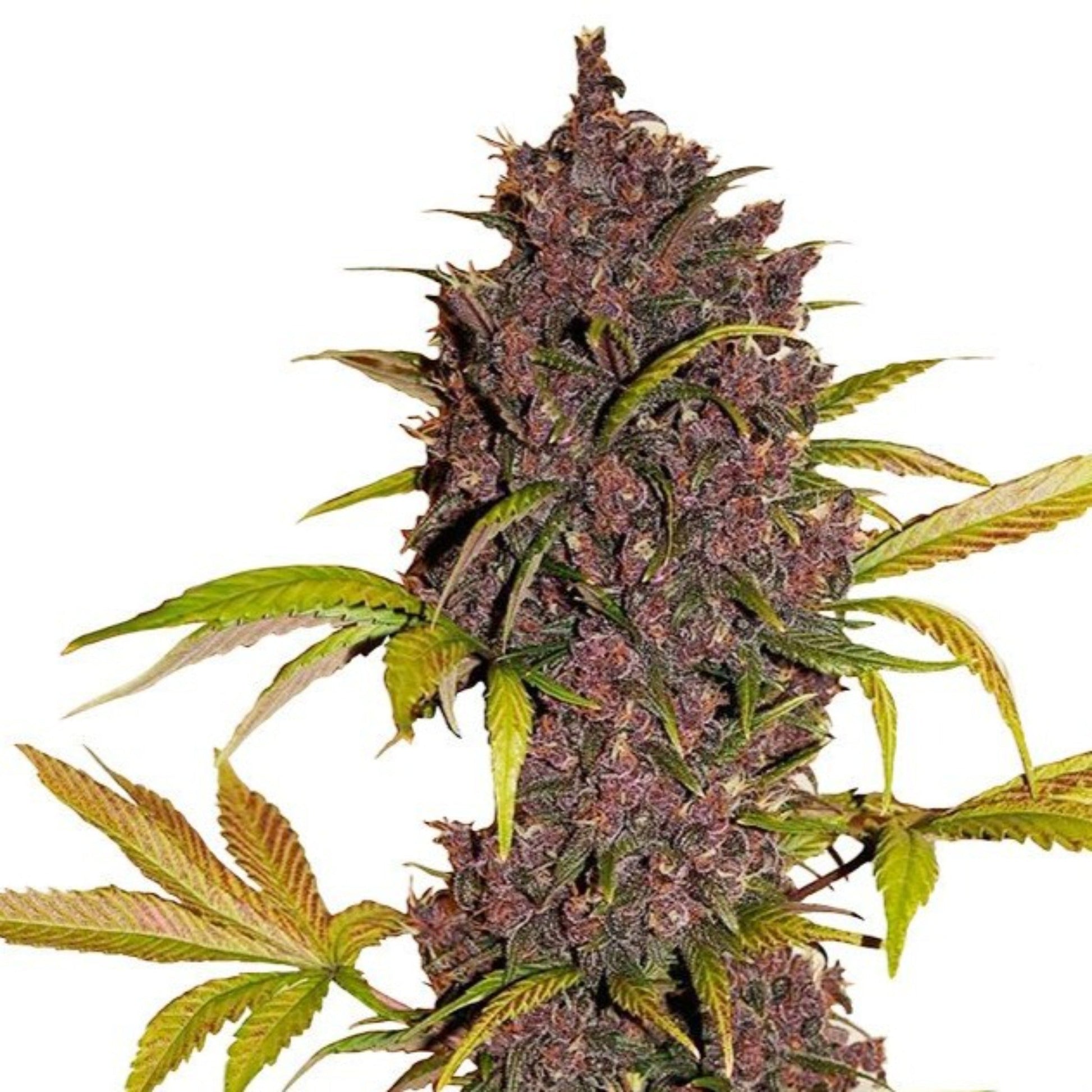 LSD Feminized Seeds - hqdtechusa