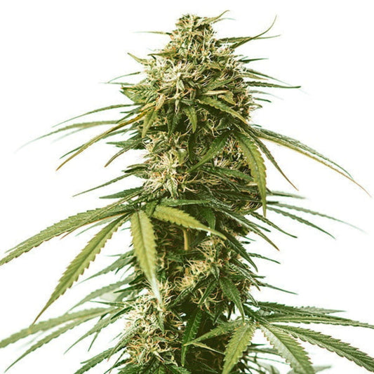 LSG Feminized Seeds - hqdtechusa