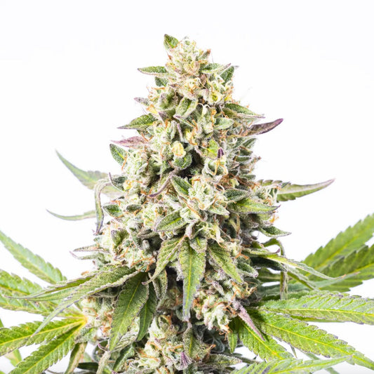 Lucky Charms Autoflower Seeds - hqdtechusa