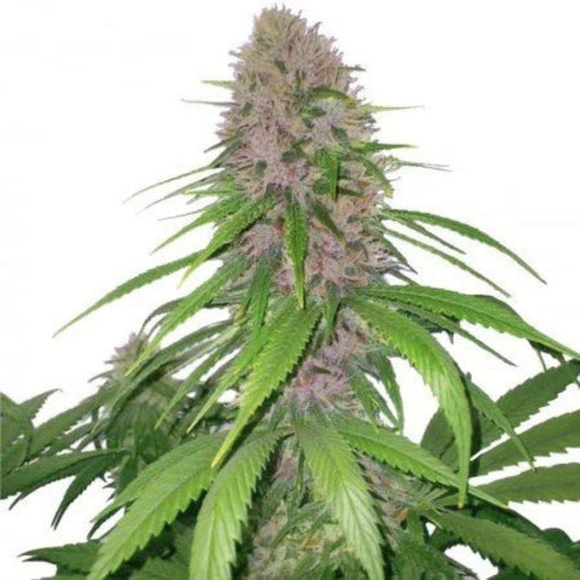 Magnum Autoflower Seeds - hqdtechusa