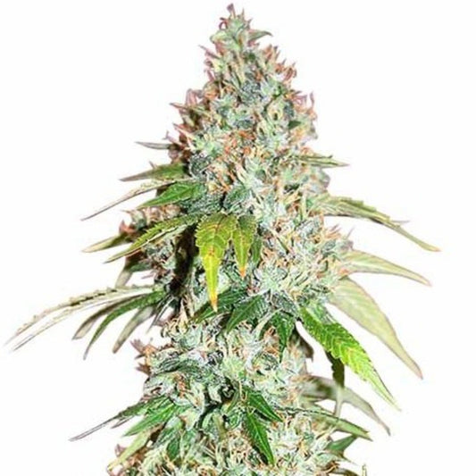 Master OG FeminIzed Seeds - hqdtechusa