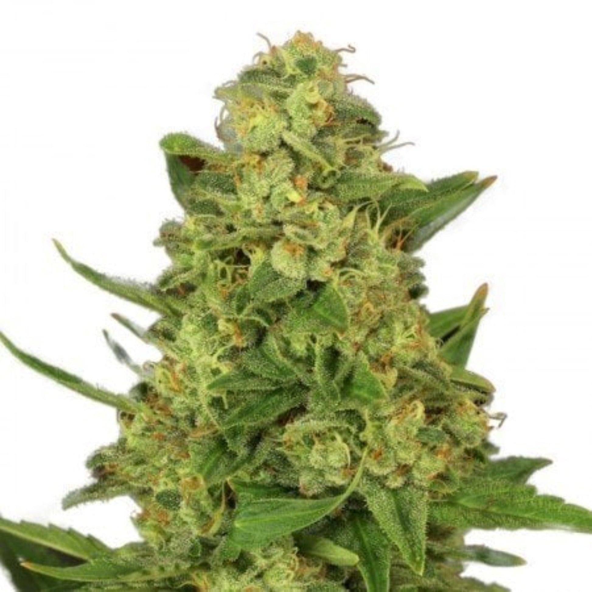 Mazar XX Autoflower Seeds - hqdtechusa