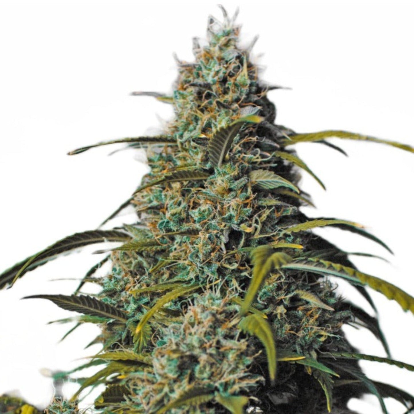 Melon Gum Feminized Seeds