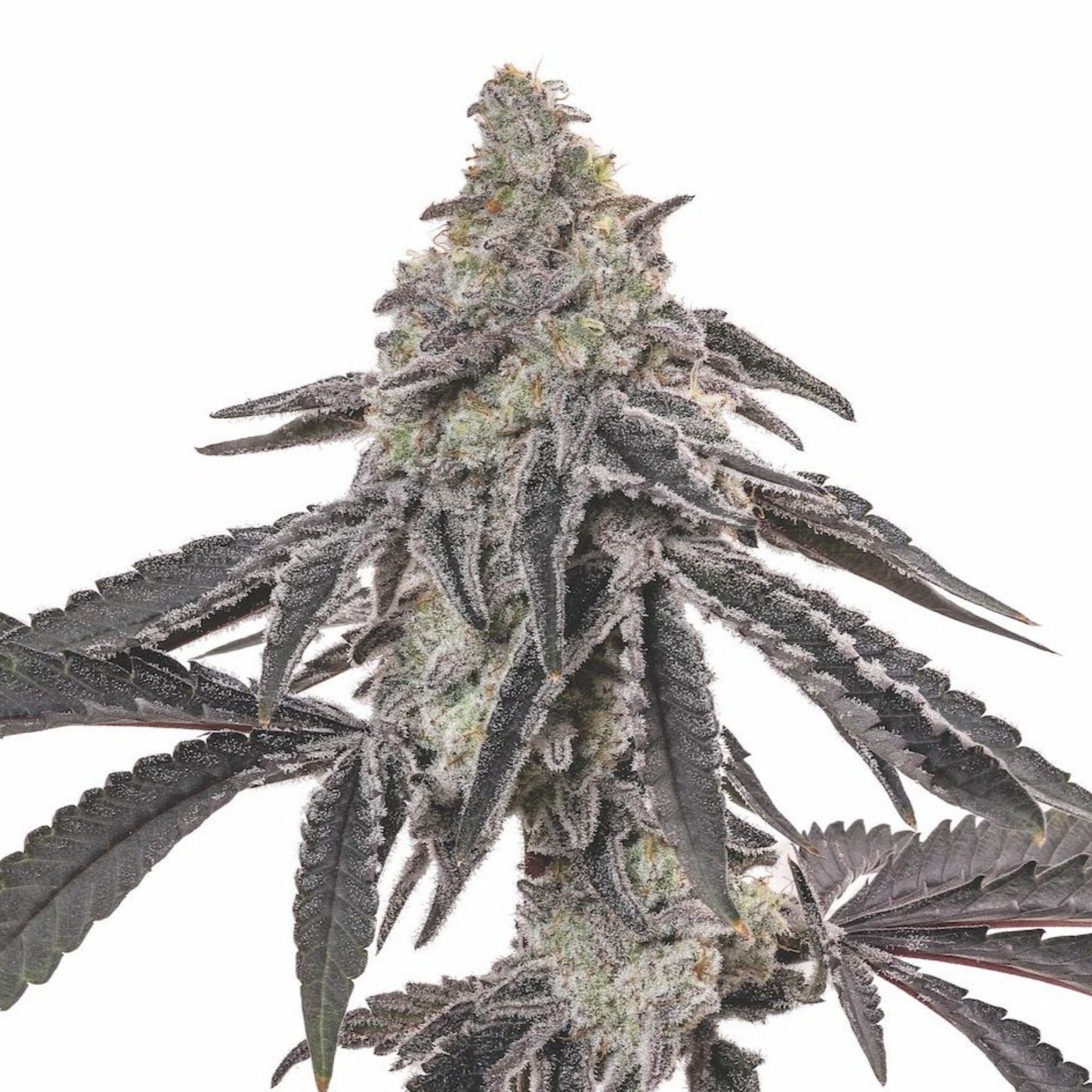 Miracle Alien Cookies Autoflower Seeds