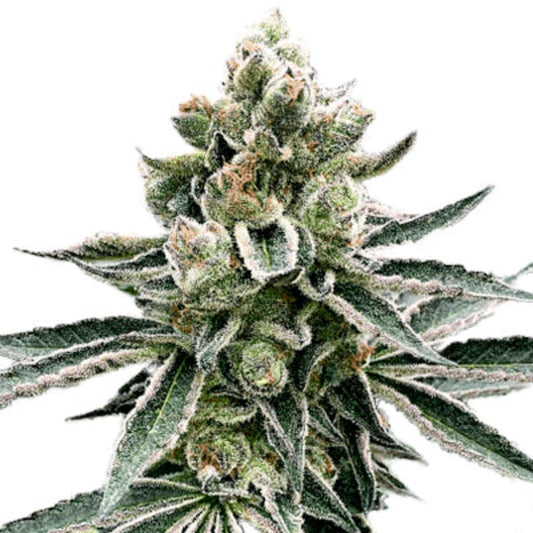 Moonshine Cookies Feminized Seeds