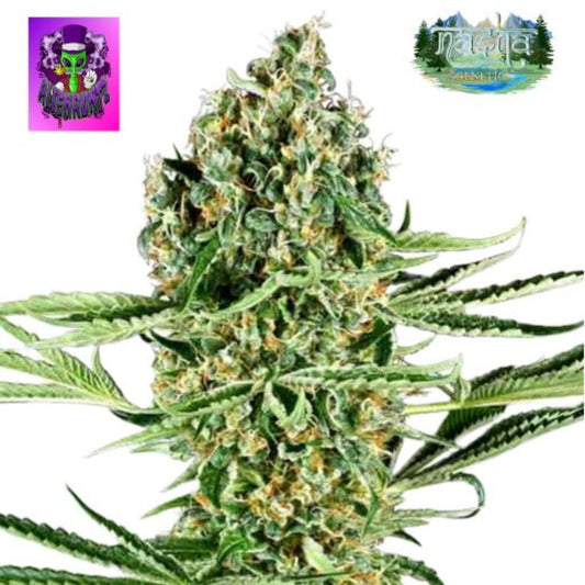 Nasha Genetics Alien Runtz Feminized Seeds - hqdtechusa