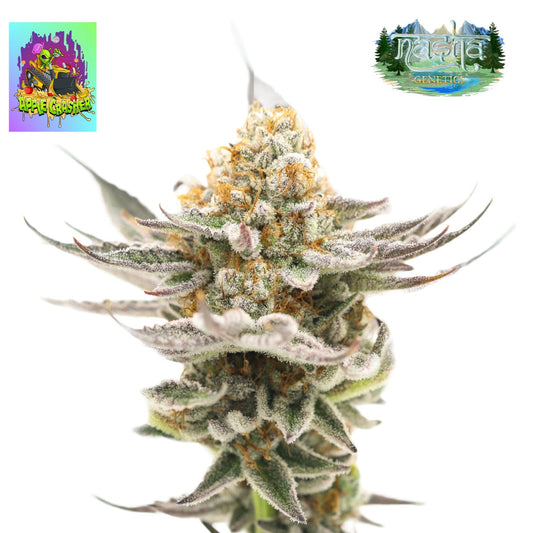 Nasha Genetics Apple Crasher Feminized Seeds - hqdtechusa