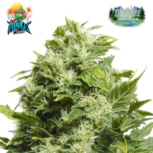 Nasha Genetics Apple Crumble Feminized Seeds - hqdtechusa