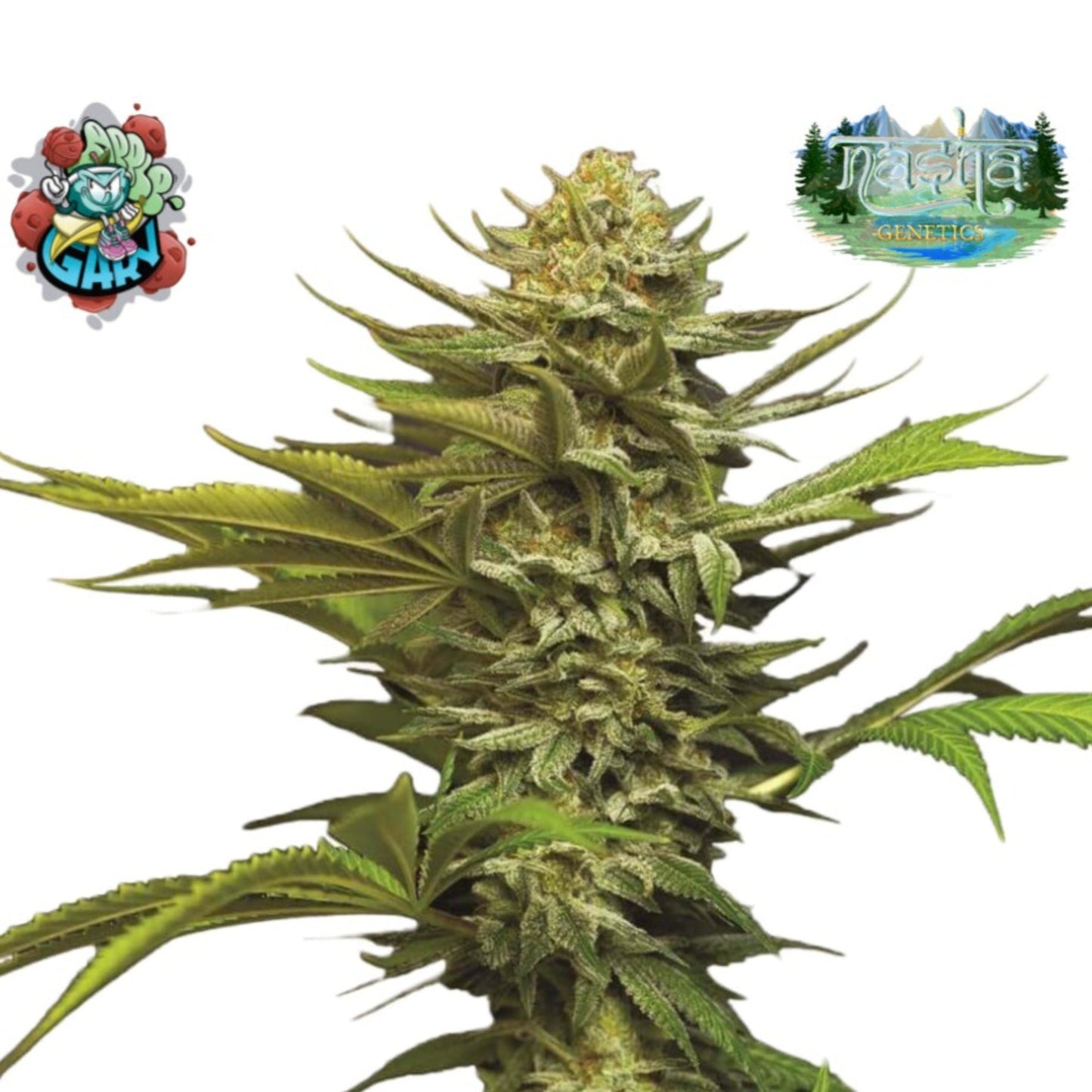 Nasha Genetics Apple Garry Feminized Seeds