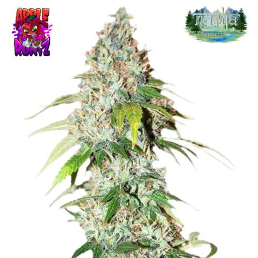 Nasha Genetics Apple Runtz Feminized Seeds - hqdtechusa