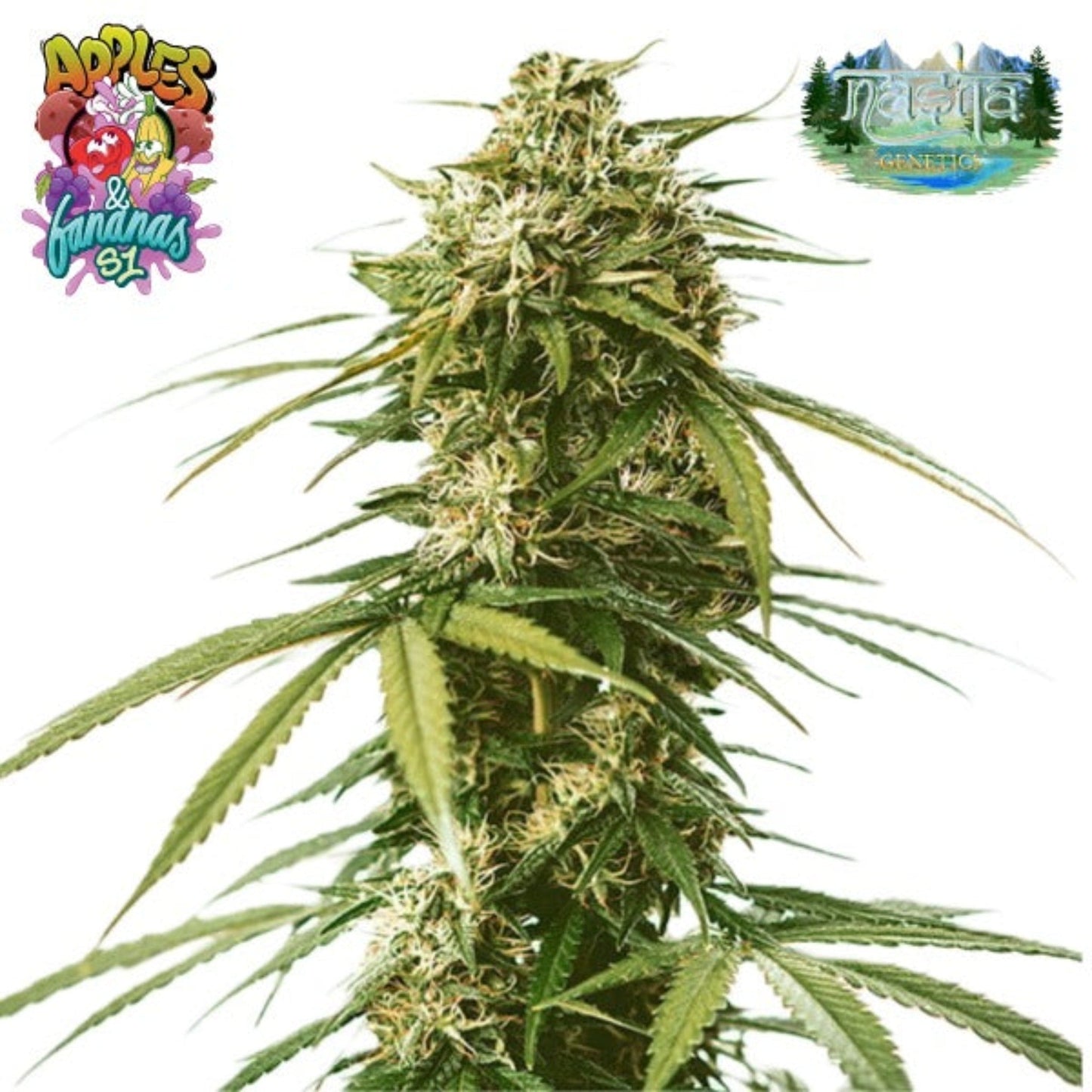 Nasha Genetics Apples & Bananas Feminized Seeds