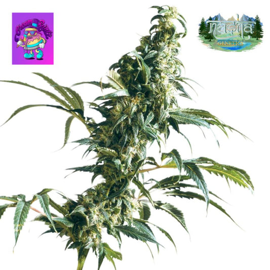 Nasha Genetics Cream Runtz Feminized Seeds - hqdtechusa