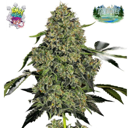 Nasha Genetics Envy Pie Feminized Seeds