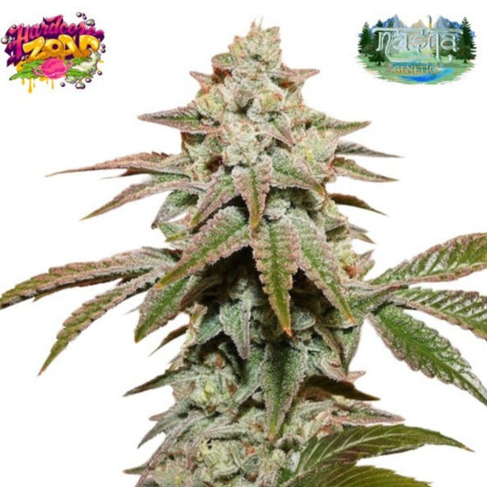 Nasha Genetics Hardcore Zoap Feminized Seeds - hqdtechusa