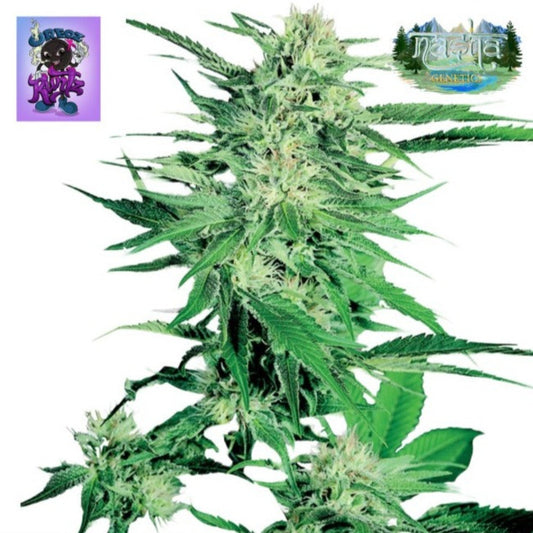 Nasha Genetics Oreoz Runtz Feminized Seeds - hqdtechusa