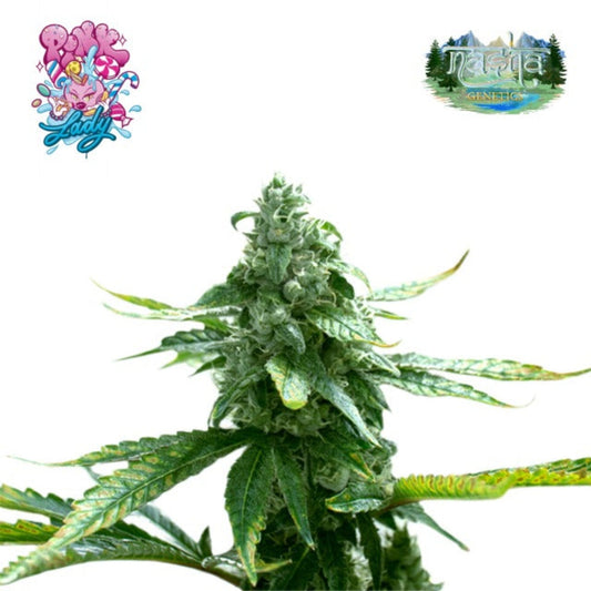 Nasha Genetics Pink Lady Feminized Seeds - hqdtechusa