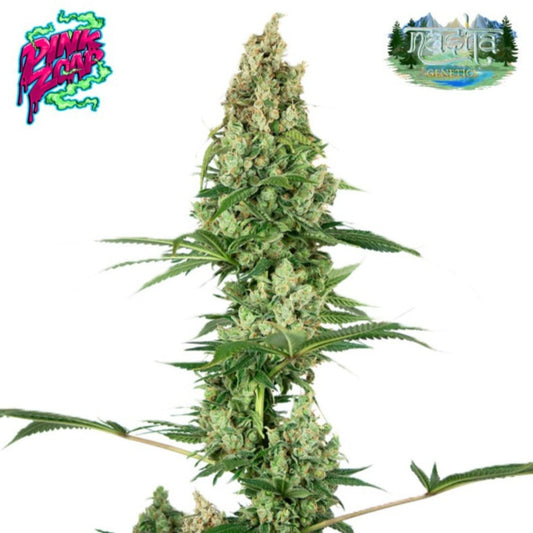 Nasha Genetics Pink Zoap Feminized Seeds - hqdtechusa