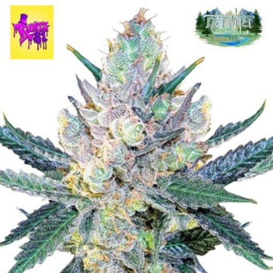 Nasha Genetics Runtz S1 Feminized Seeds