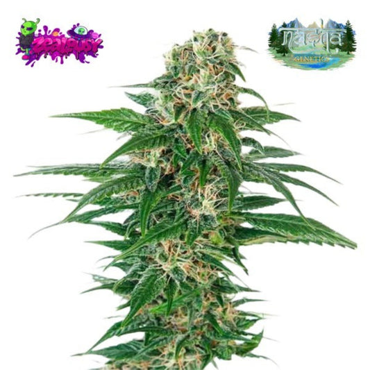 Nasha Genetics Zealousy Feminized Seeds - hqdtechusa