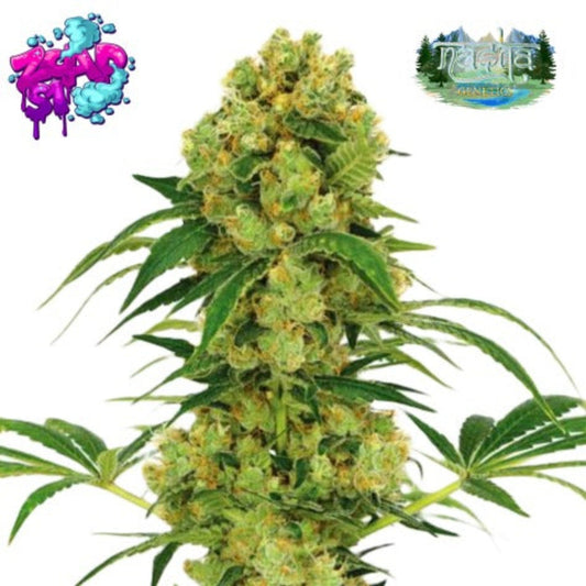 Nasha Genetics Zoap S1 Feminized Seeds