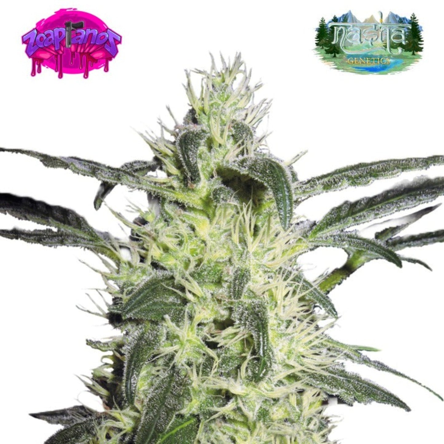 Nasha Genetics Zoapranos Feminized Seeds