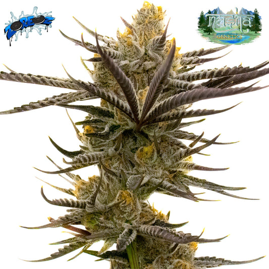 Nasha Genetics Zoreoz Feminized Seeds