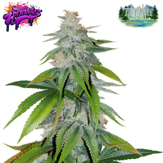 Nasha Genetics Zprinklez Feminized Seeds - hqdtechusa