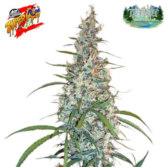 Nasha Genetics Zuper Doh Feminized Seeds