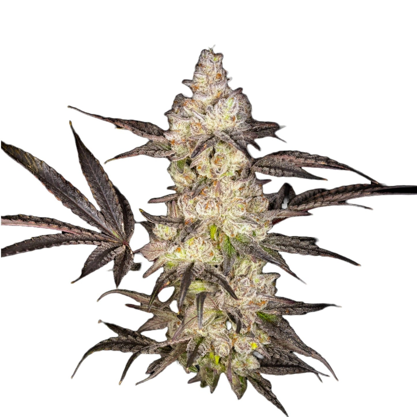 Oreoz Feminized Seeds - hqdtechusa