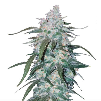 Pineapple Express Autoflowering Seeds - 5PK