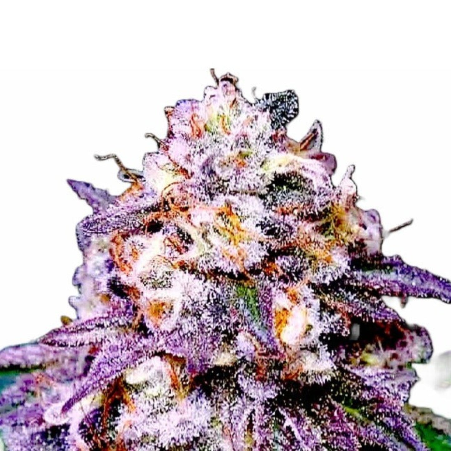 Pink Runtz Feminized Seeds