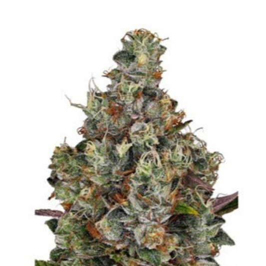 Plushberry Autoflower Seeds - hqdtechusa