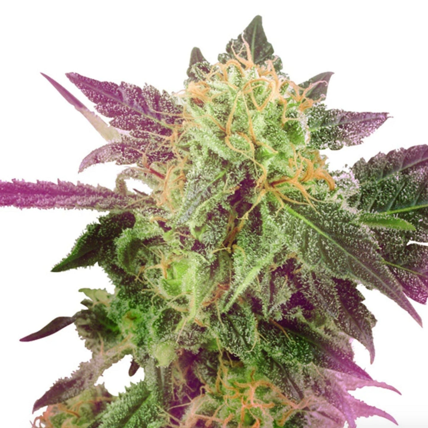 Purple Bubba Kush Feminized Seeds