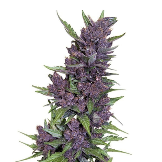 Purple Kush Autoflower Seeds - hqdtechusa