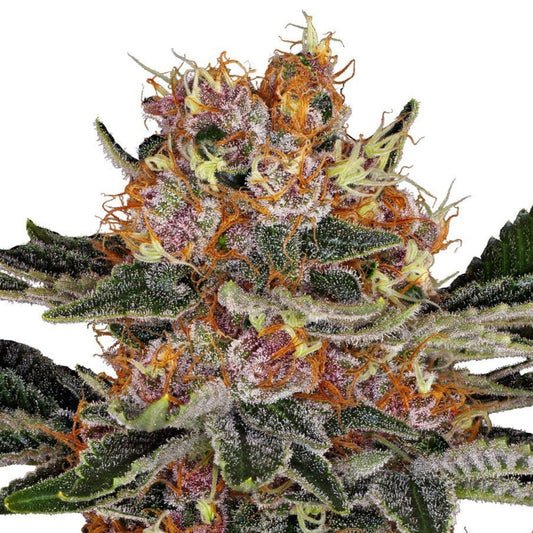 Purple Punch Autoflower Seeds