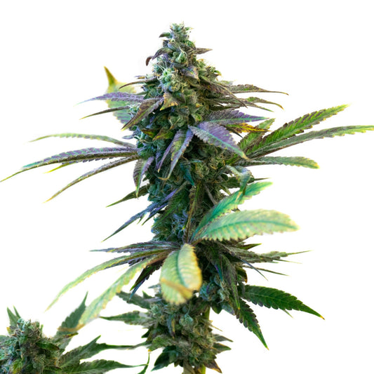 Purple Sunset Autoflower Seeds - hqdtechusa