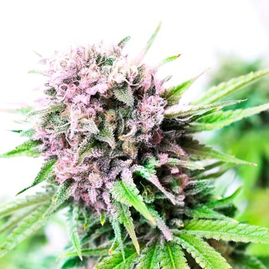 Rainbow Kush Autoflower Seeds