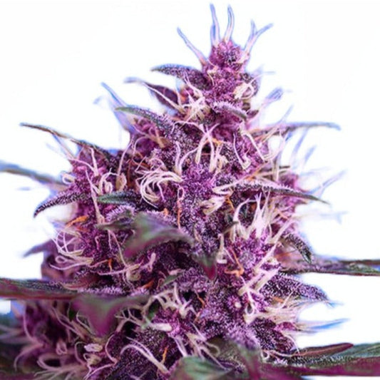 Red Devil Autoflower Seeds - hqdtechusa