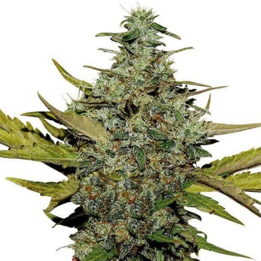 Red Super Skunk Autoflower Seeds