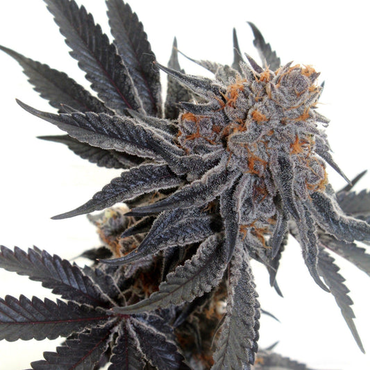 Sherbet Autoflower Seeds - hqdtechusa