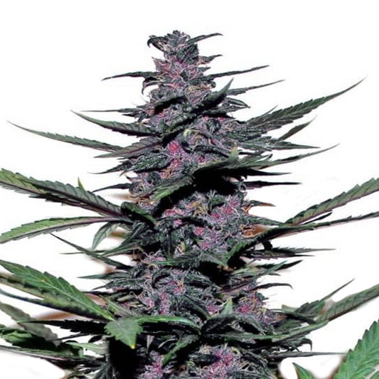 Sirius Black Feminized Seeds - hqdtechusa